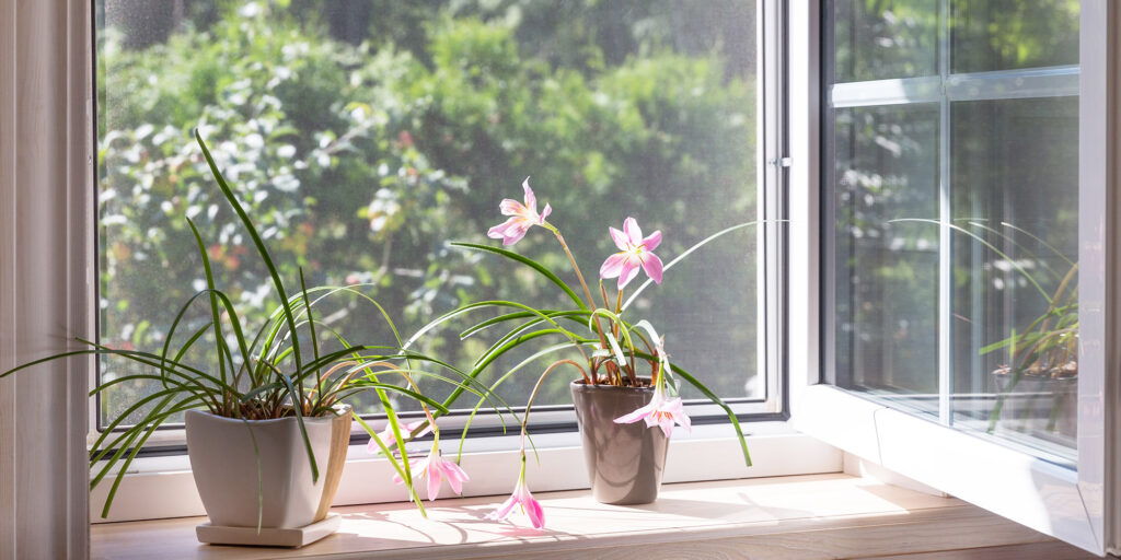 Moustiquaire fenêtre